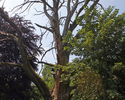 Zdjęcie przedstawia jedno z drzew uderzonych piorunem w parku dworskim w Rzęcinie.                                                                                                                      