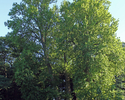 Zdjęcie przedstawia zbliżenie na grupę drzew w parku dworskim w Rąbinie w widoku od strony wjazdu.                                                                                                      