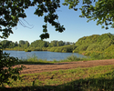 Zdjęcie przedstawia widok z parku dworskiego na jezioro w Trzcianie.                                                                                                                                    
