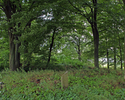 Zdjęcie przedstawia  stary cmentarz  w Starym Resku.  Widoczne pojedyncze kamienie nagrobne.                                                                                                            