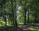 Zdjęcie przedstawia alejki parku dworskiego w Wardyniu Dolnym. Widok od strony dworu.                                                                                                                   