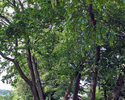Zdjęcie przedstawia alejkę parku dworskiego w Rzęcinie.                                                                                                                                                 