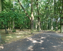Zdjęcie przedstawia ścieżkę spacerową w Parku Brodowskim.                                                                                                                                               