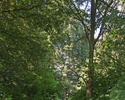 Zdjęcie przedstawia alejkę parku dworskiego w Wardyniu Dolnym.                                                                                                                                          