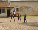 Na zdjęciu widnieje stadnina koni w Bielinie.                                                                                                                                                           
