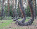 Na zdjęciu widnieje Pomnik przyrody Krzywy Las w Nowym Czarnowie.                                                                                                                                       