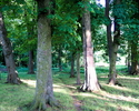 Zdjęcie przedstawia fragment zabytkowego parku dworskiego w Żegocinie.                                                                                                                                  