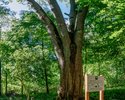 Drawieński Park Narodowy - Pomnik przyrody jesion wyniosły