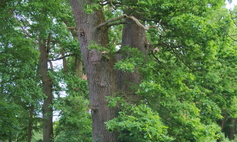 Grupa drzew