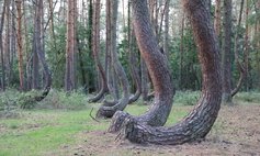 Das Naturdenkmal Krzywy Las