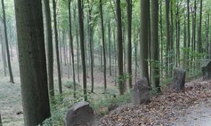 Das Tadeusz-Dominik-Naturschutzgebiet „Bukowe Zdroje”