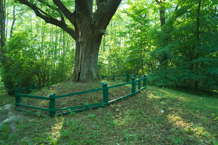 Pomnikowy dąb szypułkowy na terenie lasu komunalnego w Sławnie