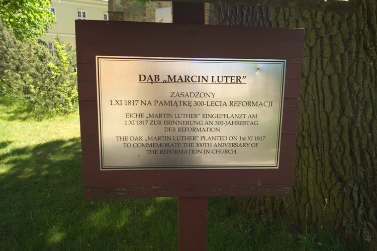 Tablica informacyjna przy dębie "Marcin Luter" w Darłowie