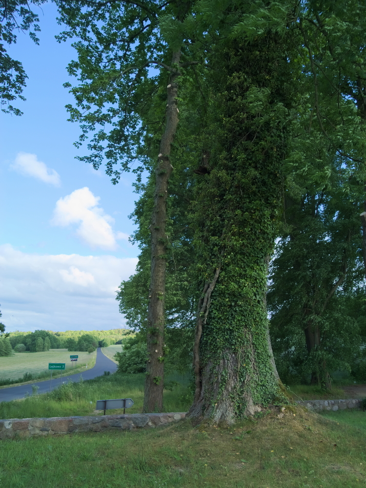 Pomnikowe drzewo - jesion wyniosły z bluszczem w Sulechówku