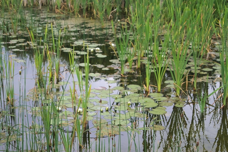 Grzybienie białe na jeziorze Łętowskim