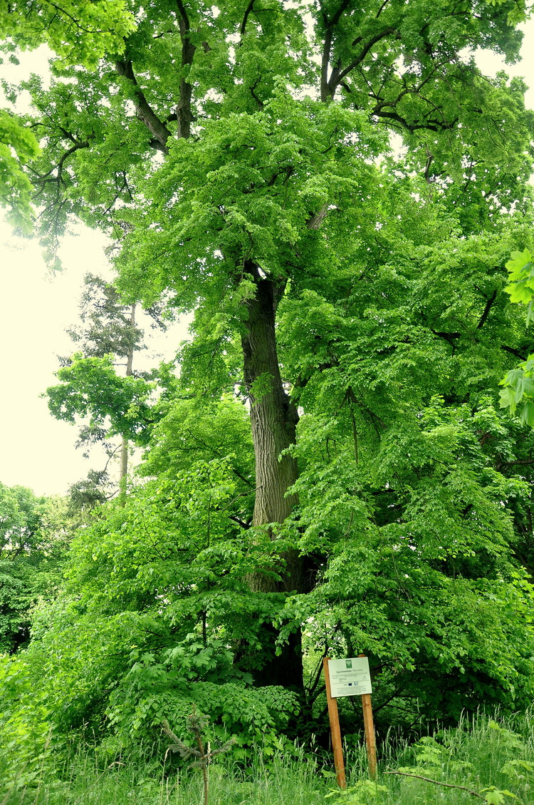 Lipa drobnolistna w parku przypałacowym w Stradzewie 