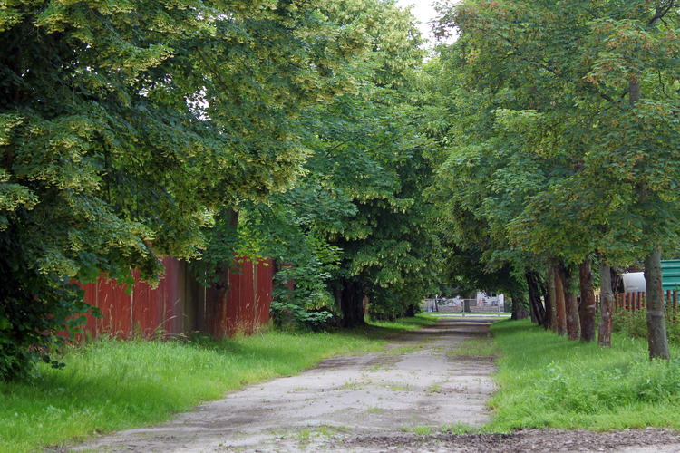 Park dworski w Tychówku