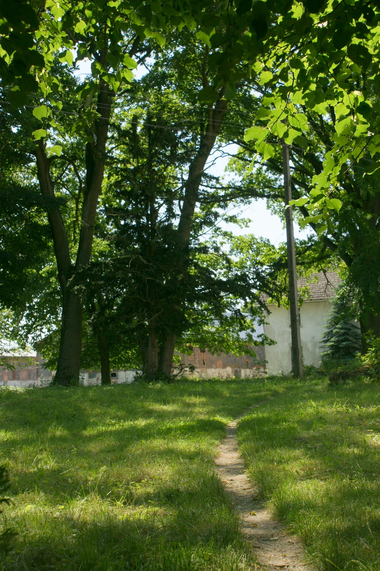 Starodrzewy w parku przy pałacu  w Laskowie. 