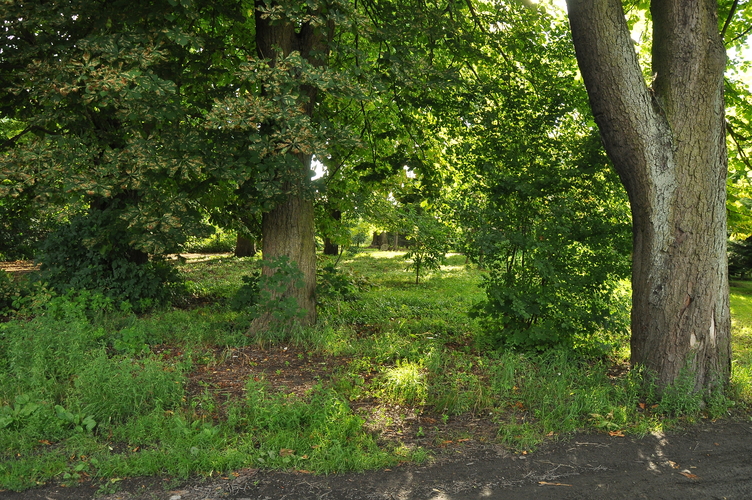 Fragment parku przy pałacu w Wardyniu
