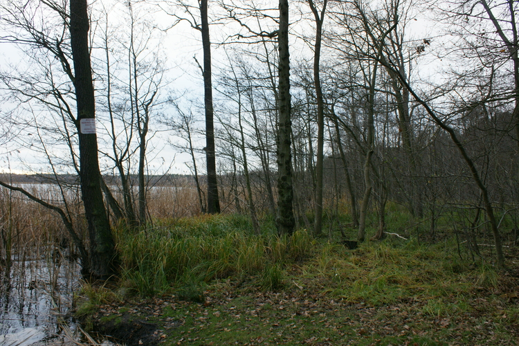 Rezerwat przyrody Olszyny Ostrowskie