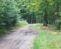 Zdjęcie przedstawia drogę leśną na szlaku                                                                                                                                                               