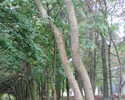 Zdjęcie przedstawia drzewa rosnące w dawnym parku pałacowym w Bezrzeczu                                                                                                                                 