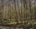 Zdjęcie przedstawia fragment rezerwatu leśnego Sławieńskie dęby.                                                                                                                                        