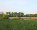 Zdjęcie przedstawia park w Chełmie Dolnym. Na pierwszym planie widać polanę, w tle drzewa.                                                                                                              