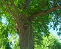 Zdjęcie przedstawia fragment drzewa pomnikowego - dębu szypułkowego w Grabowie.                                                                                                                         