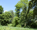 Zdjęcie przedstawia park w Swobnicy. Na pierwszym planie widoczne są drzewa i fragment polany.                                                                                                          