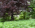 Zdjęcie przedstawia park w Witnicy. Na pierwszym planie widać drzewa i krzewy.                                                                                                                          