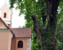 zdjęcie przedstawia dąb szypułkowy oraz Kosiół Parafialny pw. św. Józefa                                                                                                                                