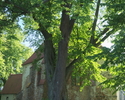 Zdjęcie przedstawia lipę drobnolistną rosnącą na terenie przykościelnym w Łącku.                                                                                                                        
