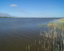 Zdjęcie przedstawia widok na lustro jeziora Wicko wraz z szuwarami.                                                                                                                                     
