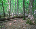 Zdjęcie przedstawia fragment rezerwatu leśnego "Sławieńskie dęby".                                                                                                                                      