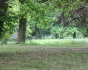 Zdjęcie przedstawia park w Krzymowie. Na pierwszym planie widać polanę pośród drzew.                                                                                                                    