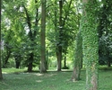 Zdjęcie przedstawia park w Stołecznej. Na pierwszym planie widać polanę z drzewami.                                                                                                                     