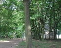 Zdjęcie przedstawia park w Stokach. Na pierwszym planie widać aleję, w tle po prawej stronie wieża.                                                                                                     