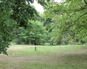 Zdjęcie przedstawia park w Krzymowie. Na pierwszym planie widać polanę, w tle drzewa.                                                                                                                   