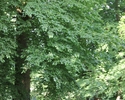 Zdjęcie przedstawia park w Piasecznie. Na pierwszym planie widać drzewo, dalej polana.                                                                                                                  