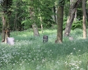 Zdjęcie przedstawia cmentarz niemiecki w Rynicy. Na pierwszym planie widać niemieckie nagrobki pośród drzew.                                                                                            