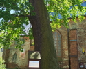Zdjęcie przedstawia dąb "Marcin Luter" rosnący przy kościele Mariackim w Darłowie.                                                                                                                      