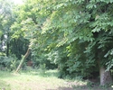 Zdjęcie przedstawia park w Brwicach. Na pierwszym planie widać fragment polany, dalej drzewa.                                                                                                           