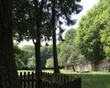 Zdjęcie przedstawia park w Brwicach. Na pierwszym planie widać fragment mamutowca i ogrodzenie, które go otacza.                                                                                        