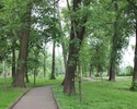 Zdjęcie przedstawia park w Trzcińsku-Zdroju. Na pierwszym planie widać aleję spacerową pośród drzew.                                                                                                    