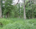 Zdjęcie przedstawia park w Dębogórze. Na pierwszym planie widać polanę i lekko wydeptaną ścieżkę, która prowadzi w głąb parku.                                                                          