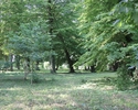 Zdjęcie przedstawia park w Piasecznie. Na pierwszym planie widać polanę, dalej drzewa.                                                                                                                  
