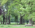 Zdjęcie przedstawia park w Rożnowie. Na pierwszym planie widać polanę, w tle drzewa.                                                                                                                    