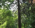 Zdjęcie przedstawia park w Brwicach. Na pierwszym planie widać mamutowiec.                                                                                                                              