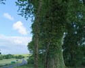 Zdjęcie przedstawia pomnikowe drzewo - jesion wyniosły z bluszczem w Sulechówku.                                                                                                                        
